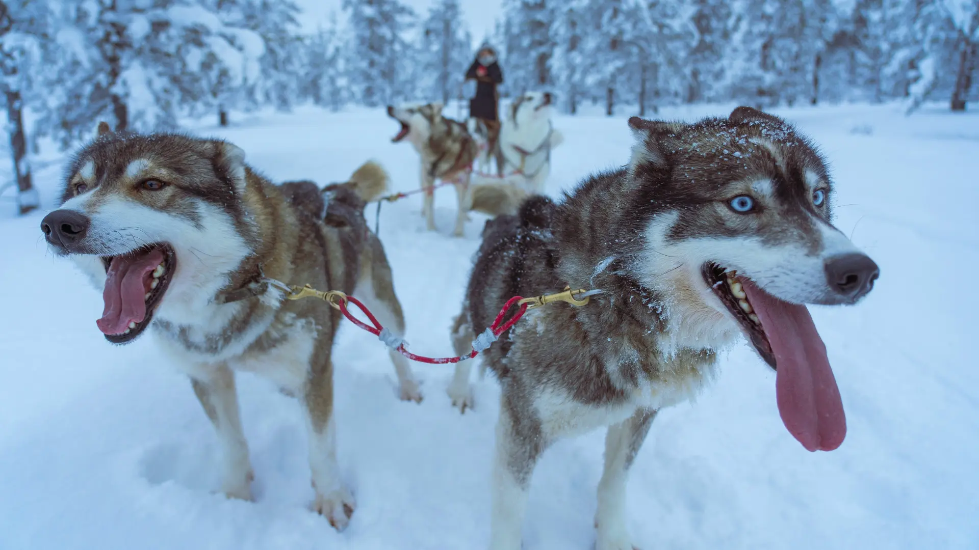 Husky sled team pulling a sled through a snowy forest landscape in Lapland during winter